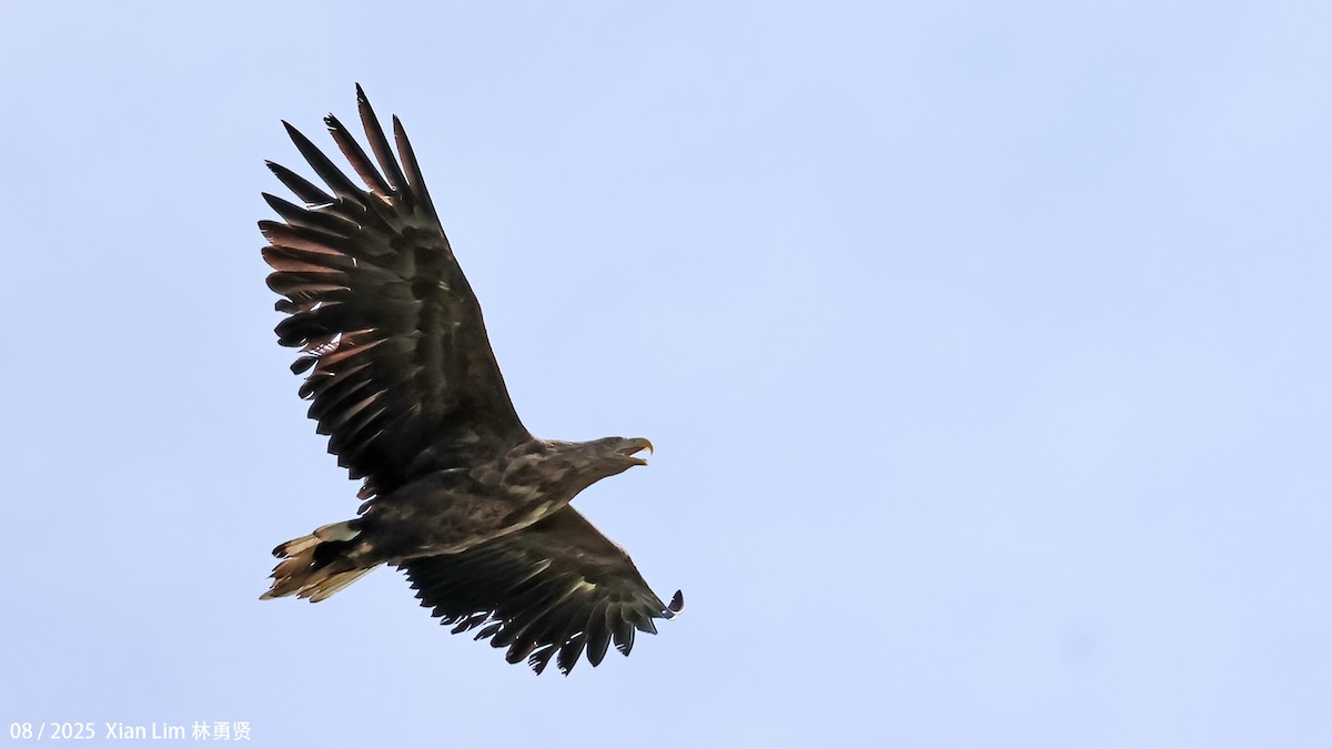 オジロワシ - ML646582691