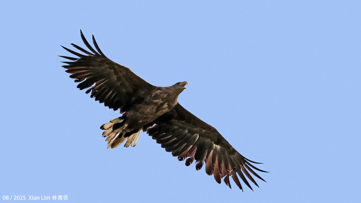 オジロワシ - ML646582692