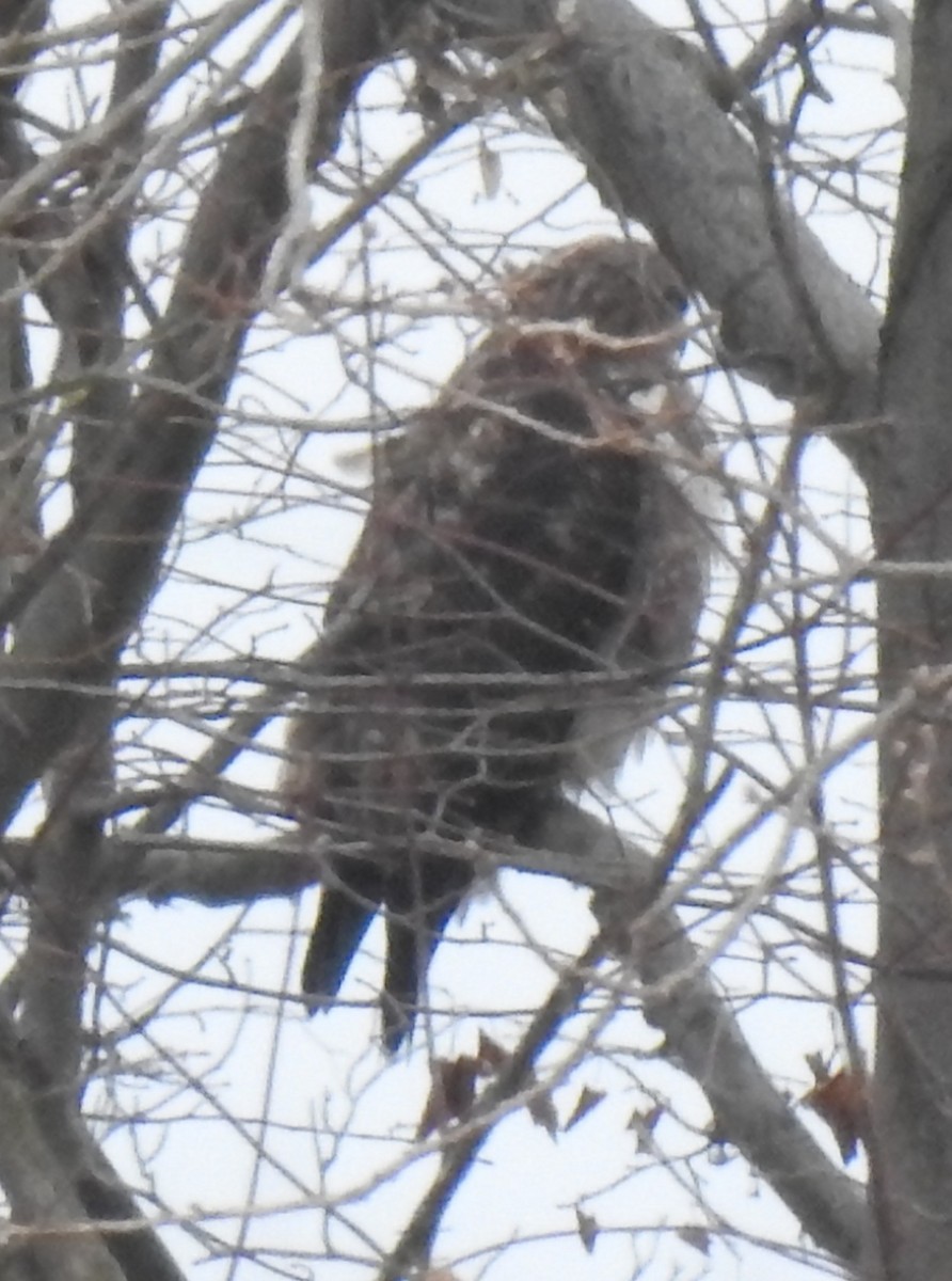 Mäusebussard - ML646582695