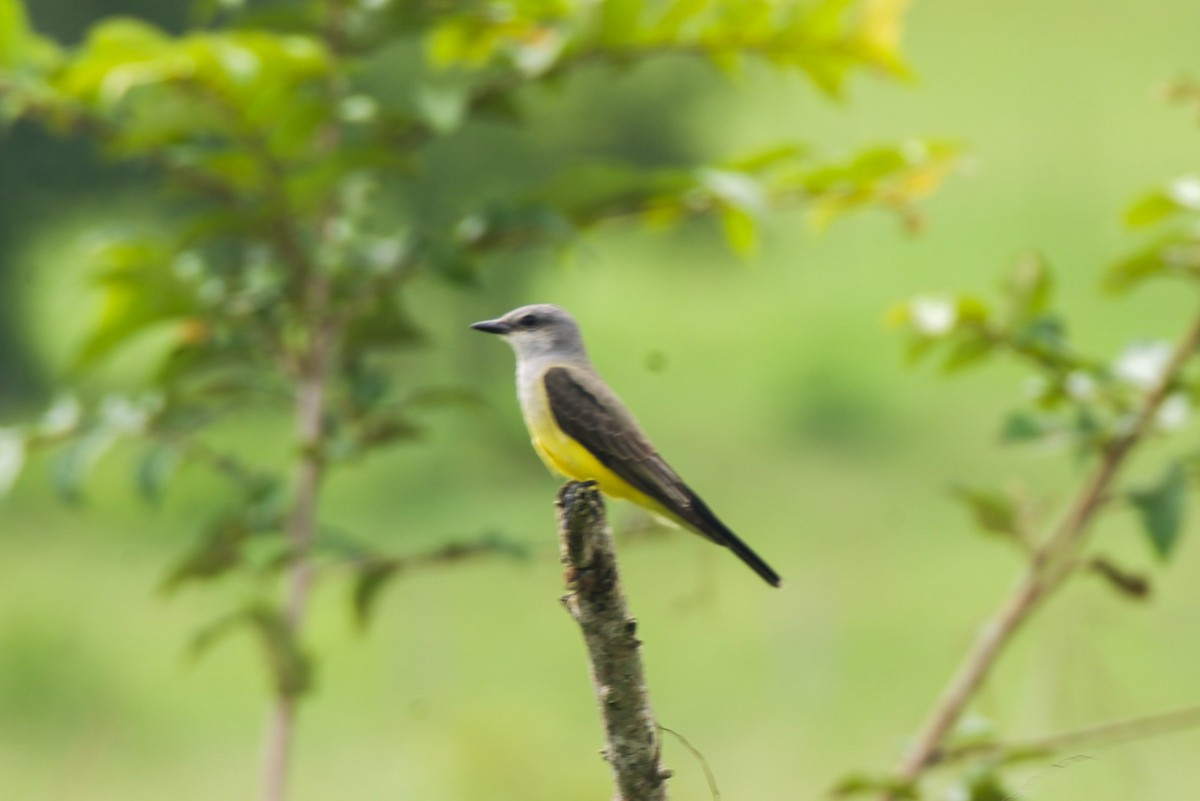 Western Kingbird - ML646582696