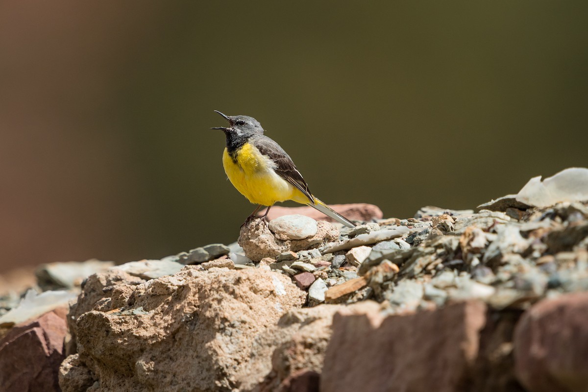 vintererle - ML646582697