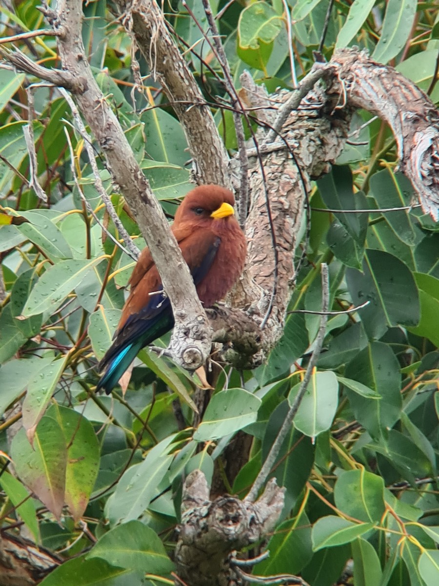 Broad-billed Roller - ML646582699