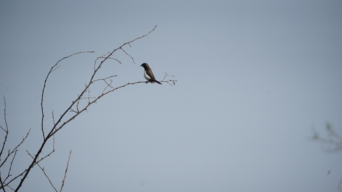 White-rumped Munia - ML646582700