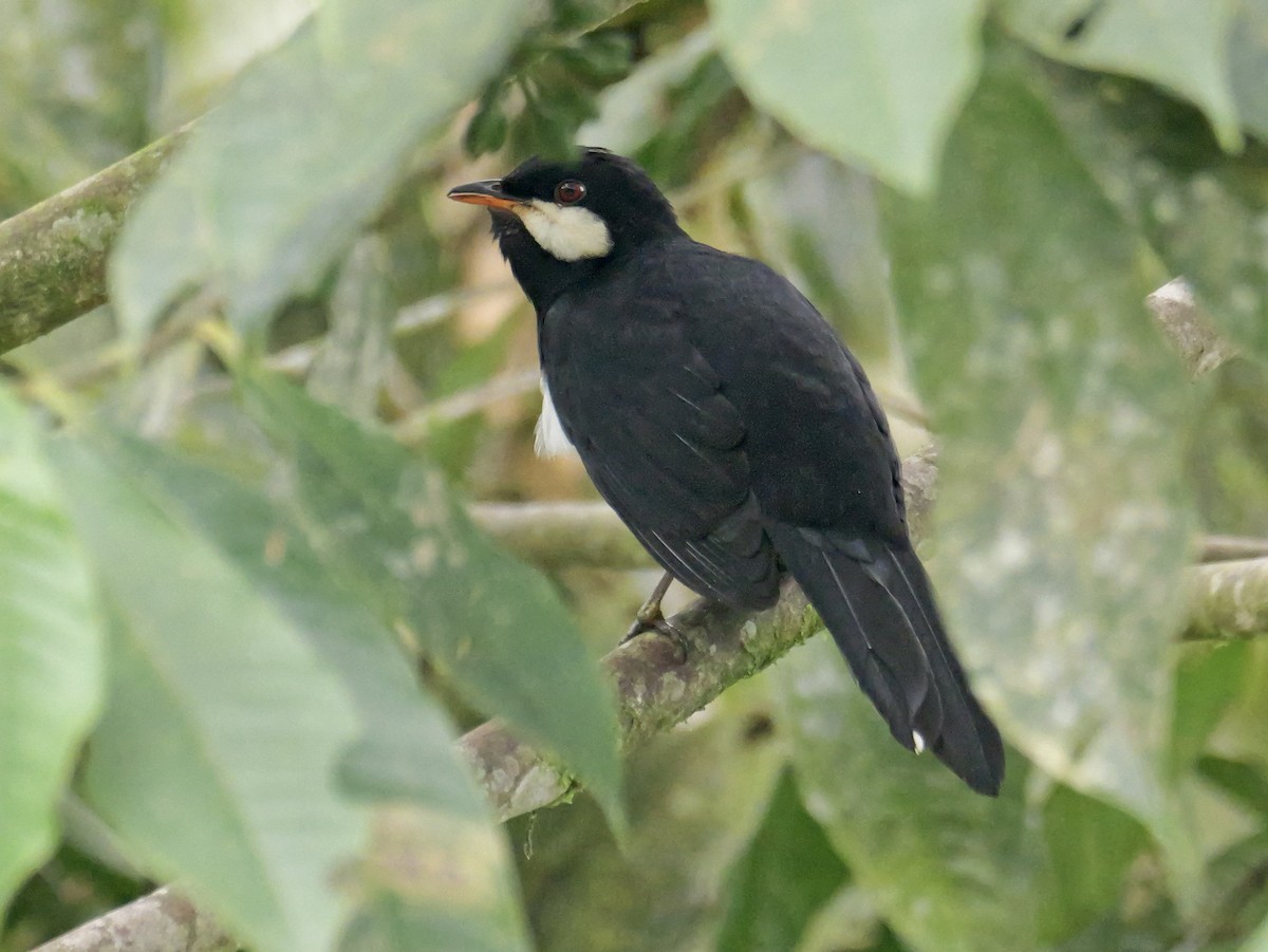 Black Solitaire - ML646582702