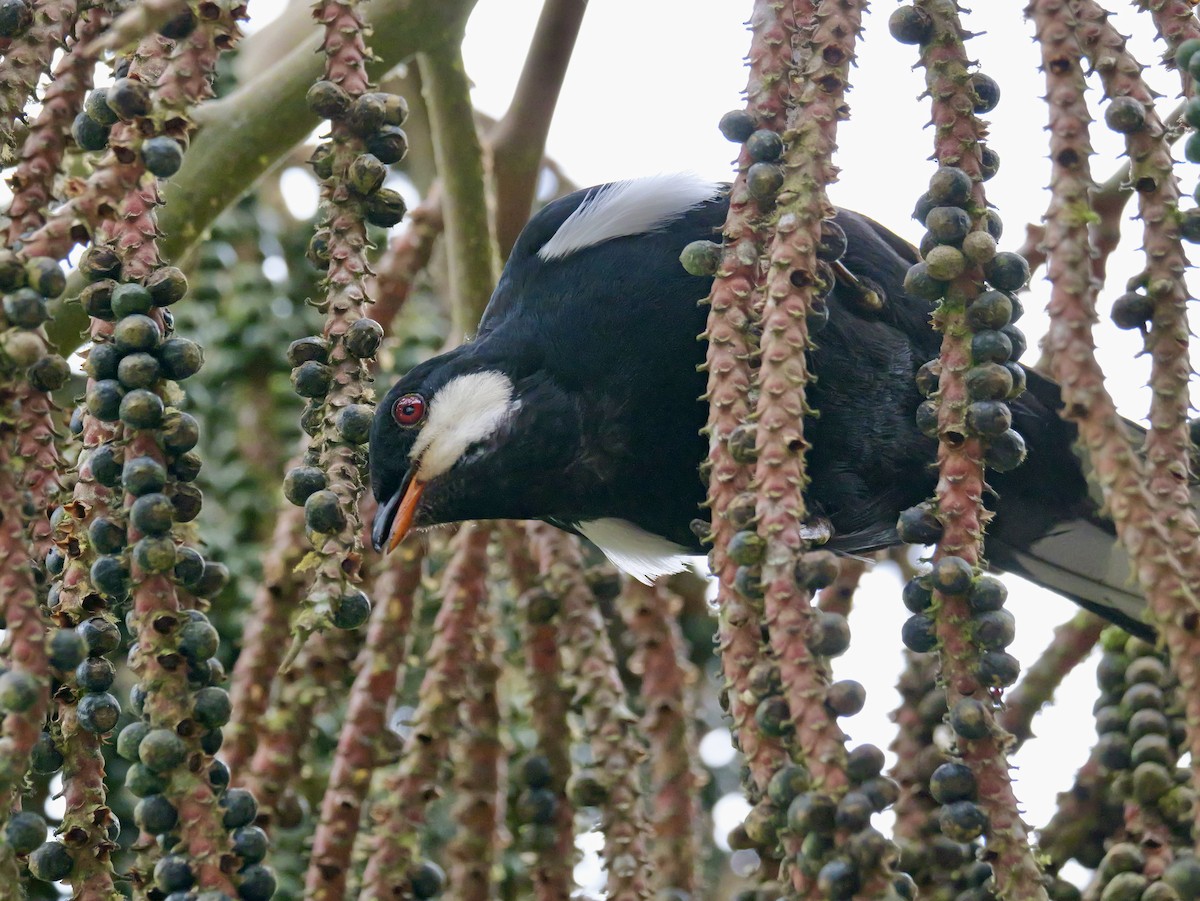 Black Solitaire - ML646582703