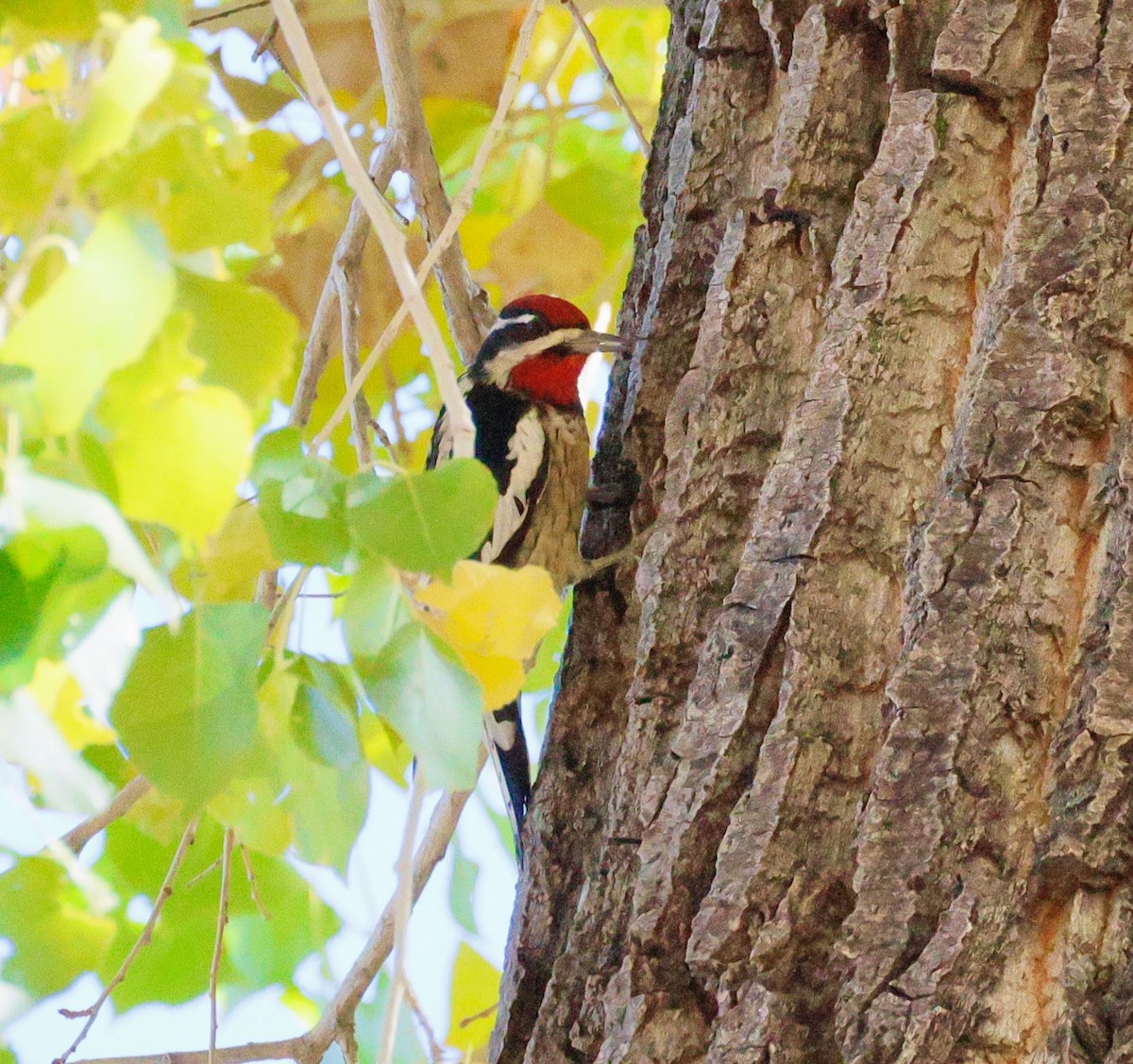 Red-naped Sapsucker - ML646582726