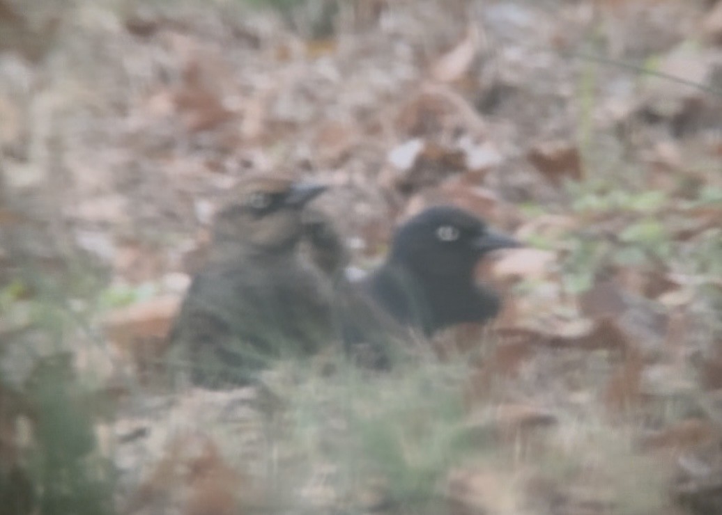 Brewer's Blackbird - ML646582727