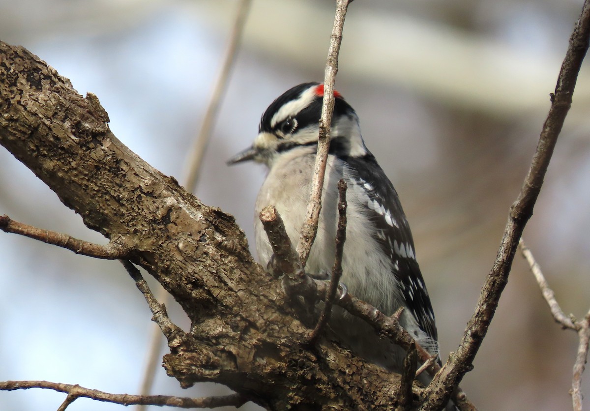 Downy Woodpecker - ML646582730