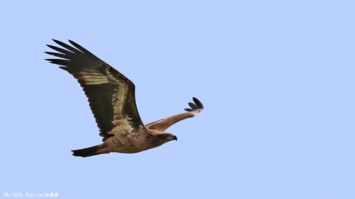 キガシラウミワシ - ML646582731