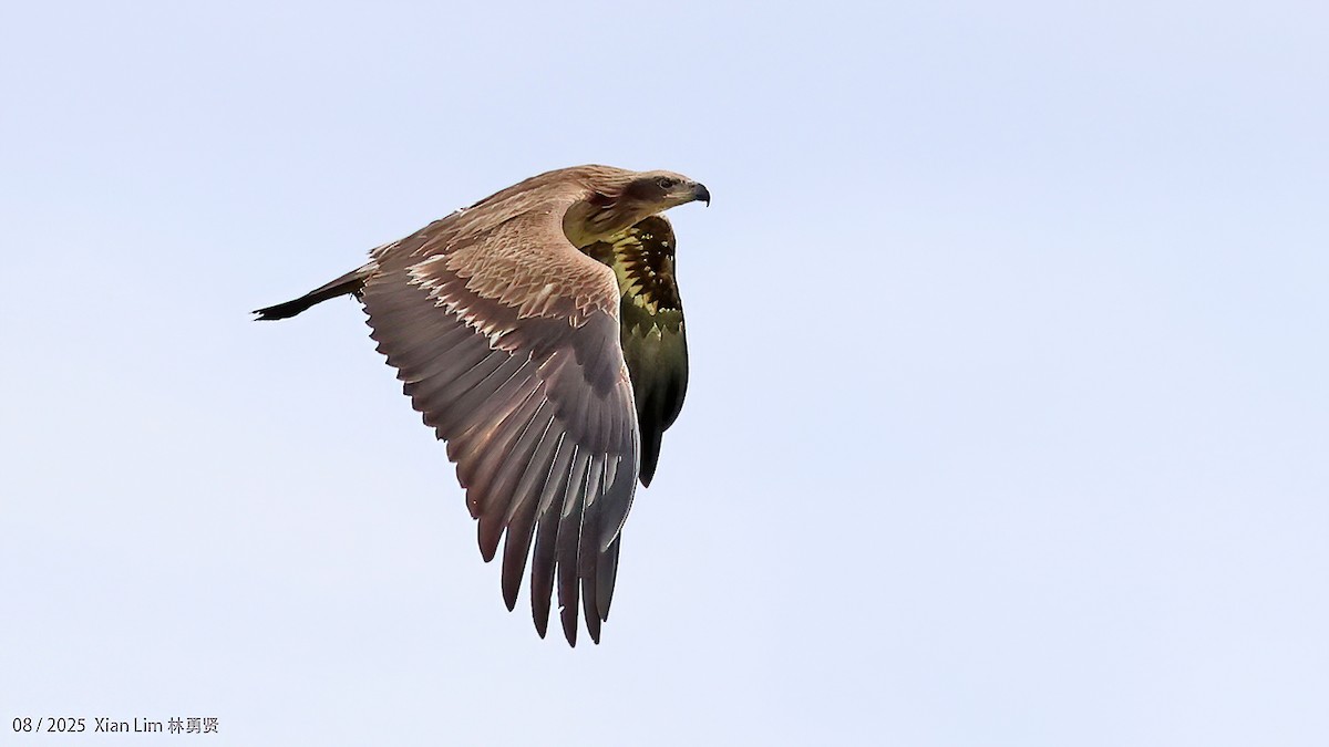 キガシラウミワシ - ML646582732