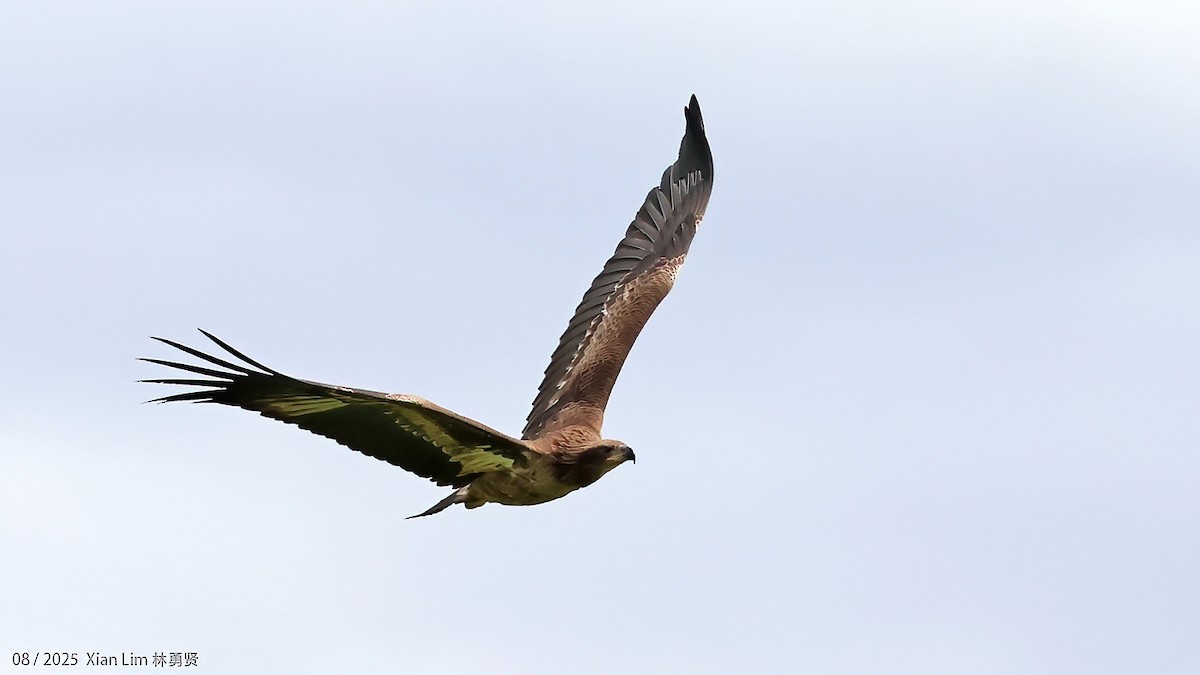 キガシラウミワシ - ML646582733