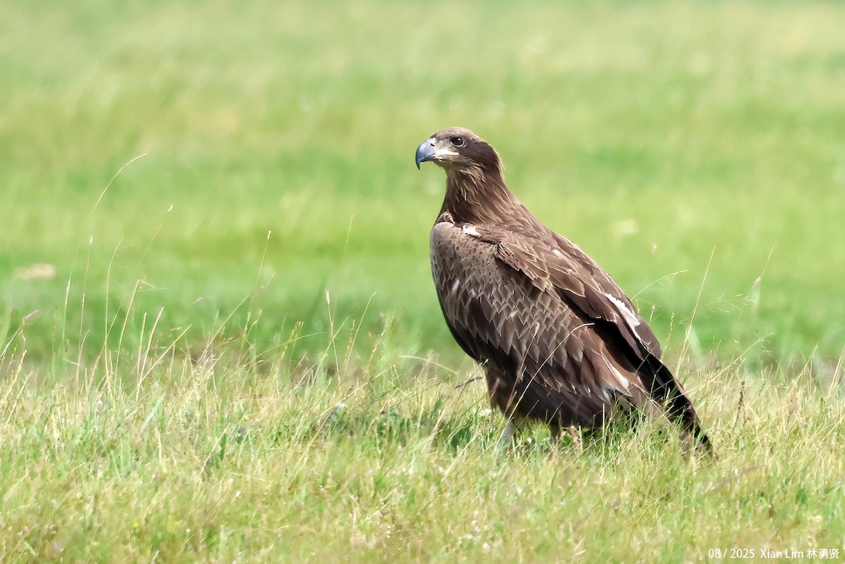 キガシラウミワシ - ML646582734