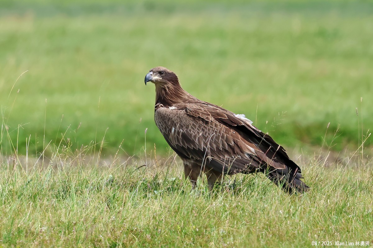 キガシラウミワシ - ML646582735