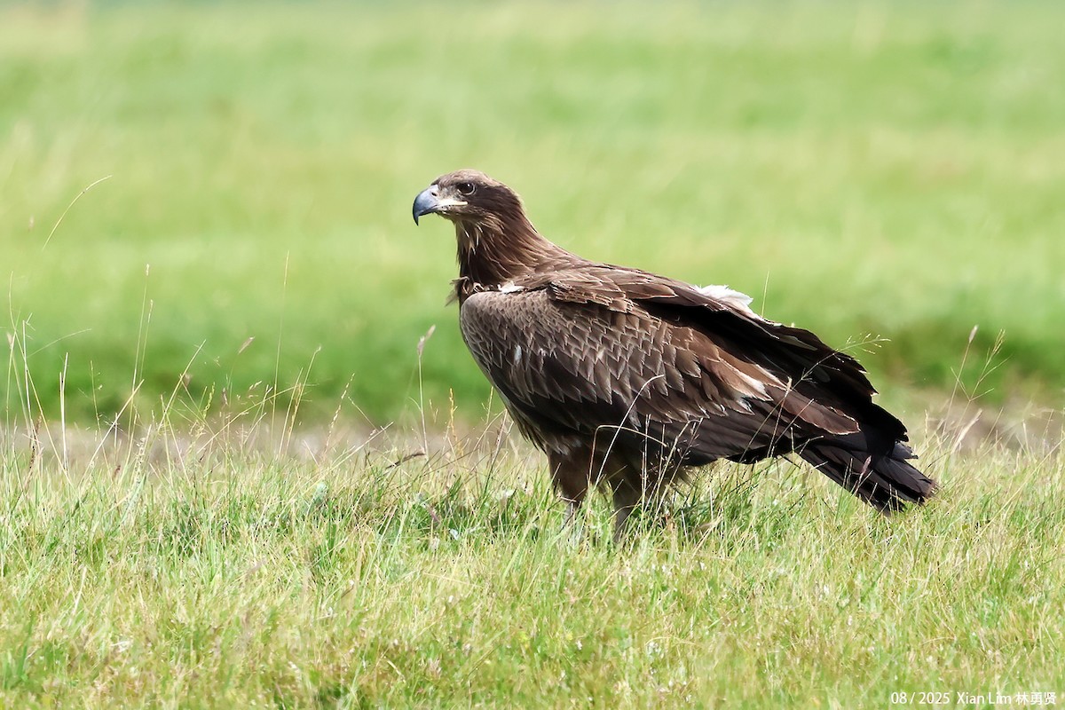 キガシラウミワシ - ML646582736