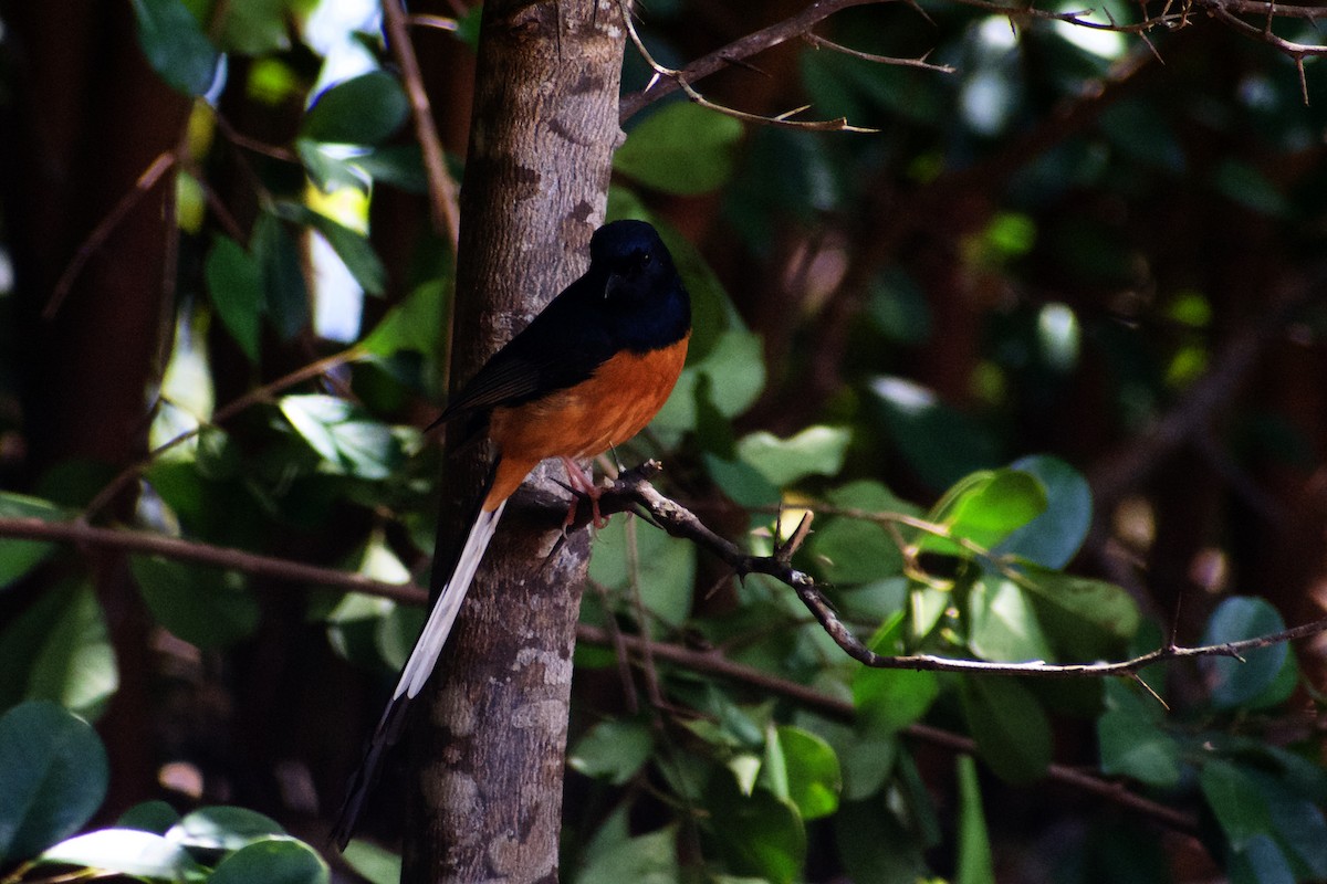 White-rumped Shama - ML646582738
