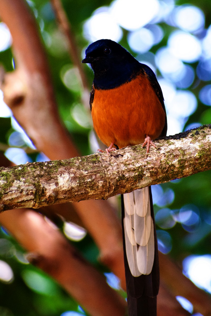 White-rumped Shama - ML646582739