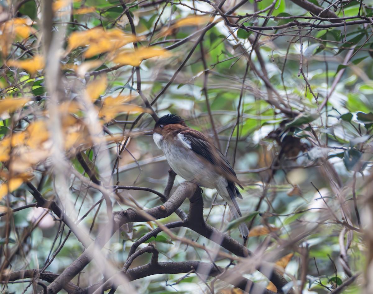 Chestnut Bulbul - ML646582743