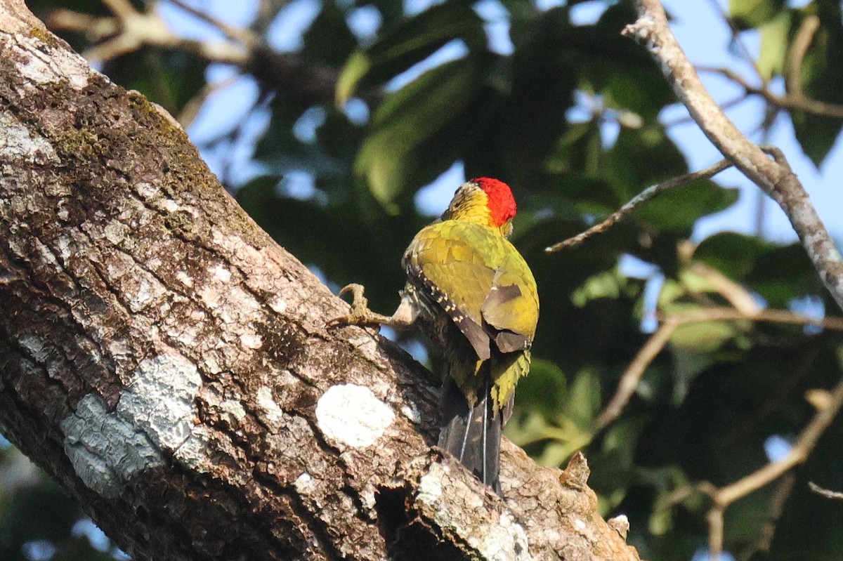 žluna krajkovaná - ML646582751