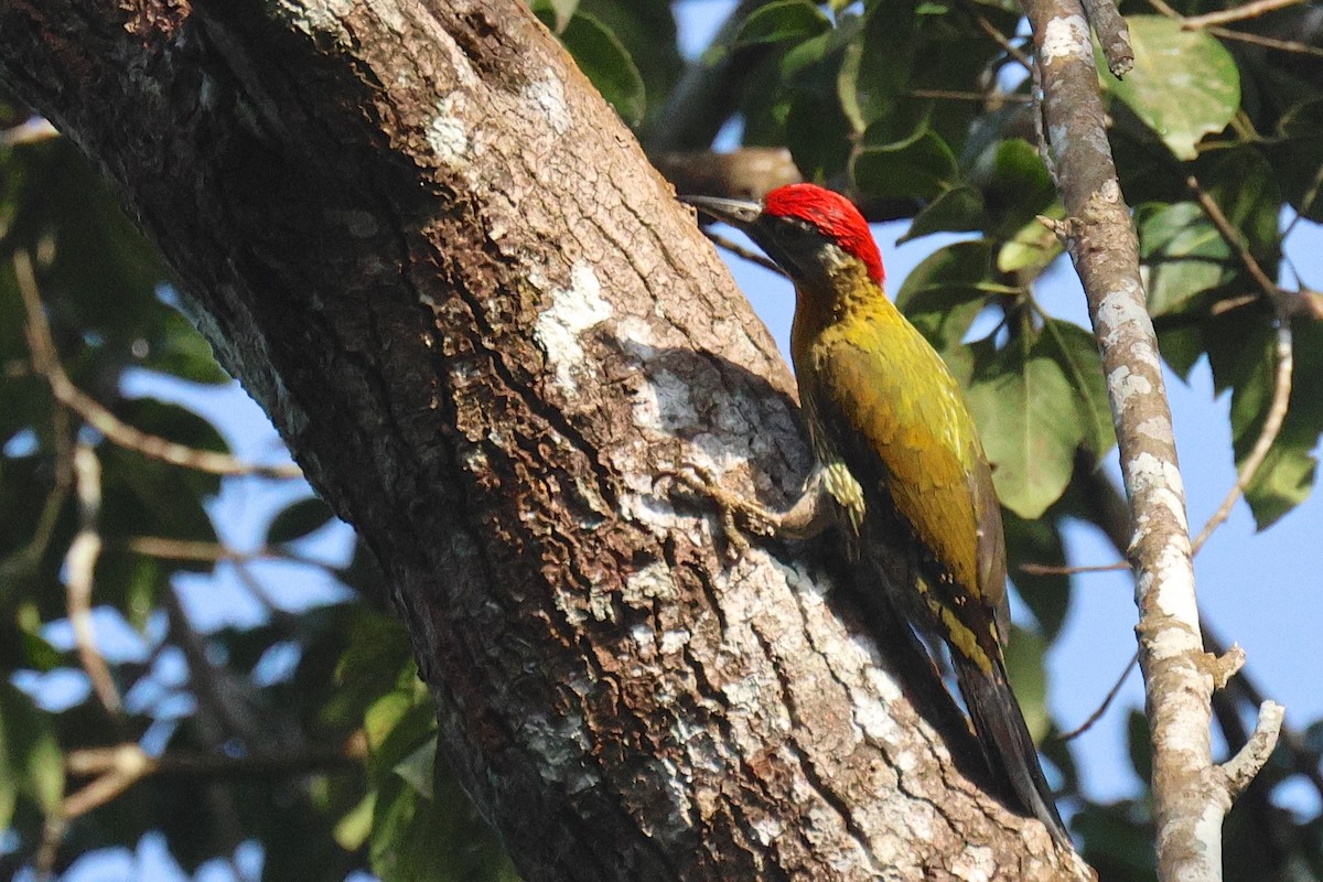 žluna krajkovaná - ML646582752