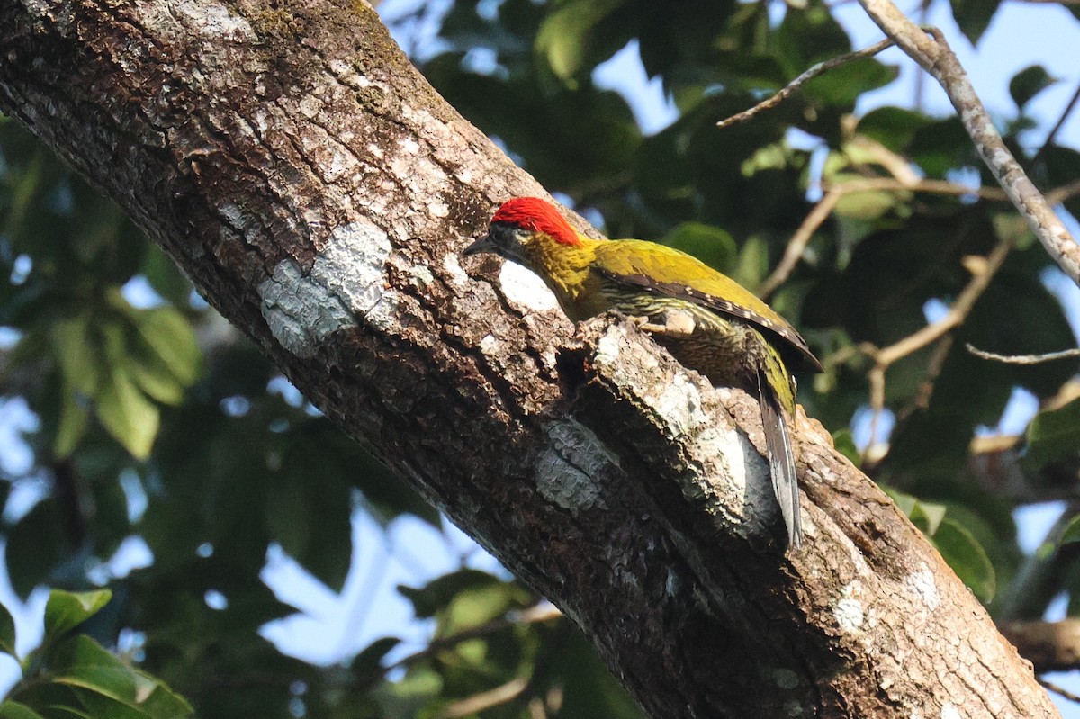 žluna krajkovaná - ML646582753