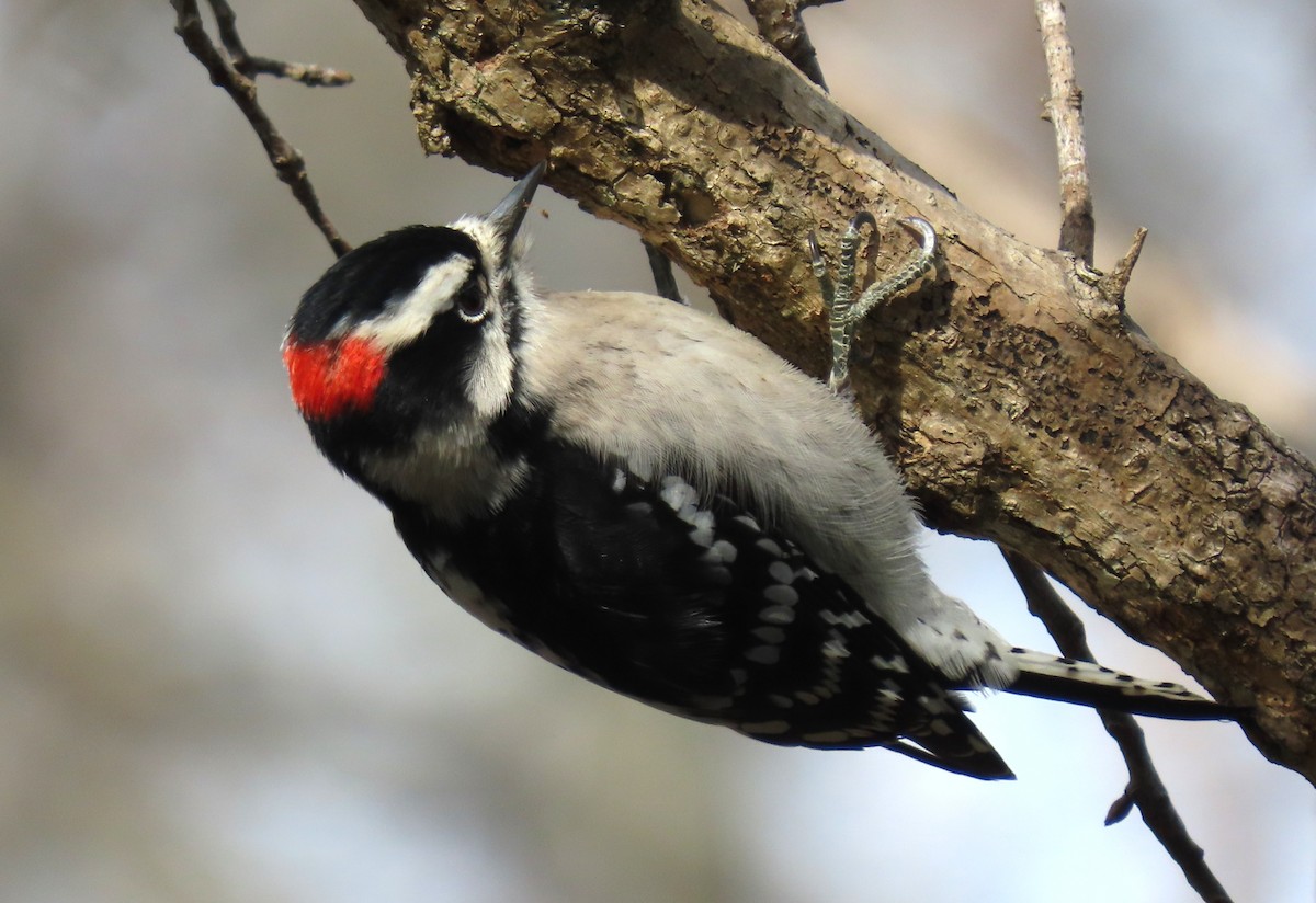 Downy Woodpecker - ML646582756