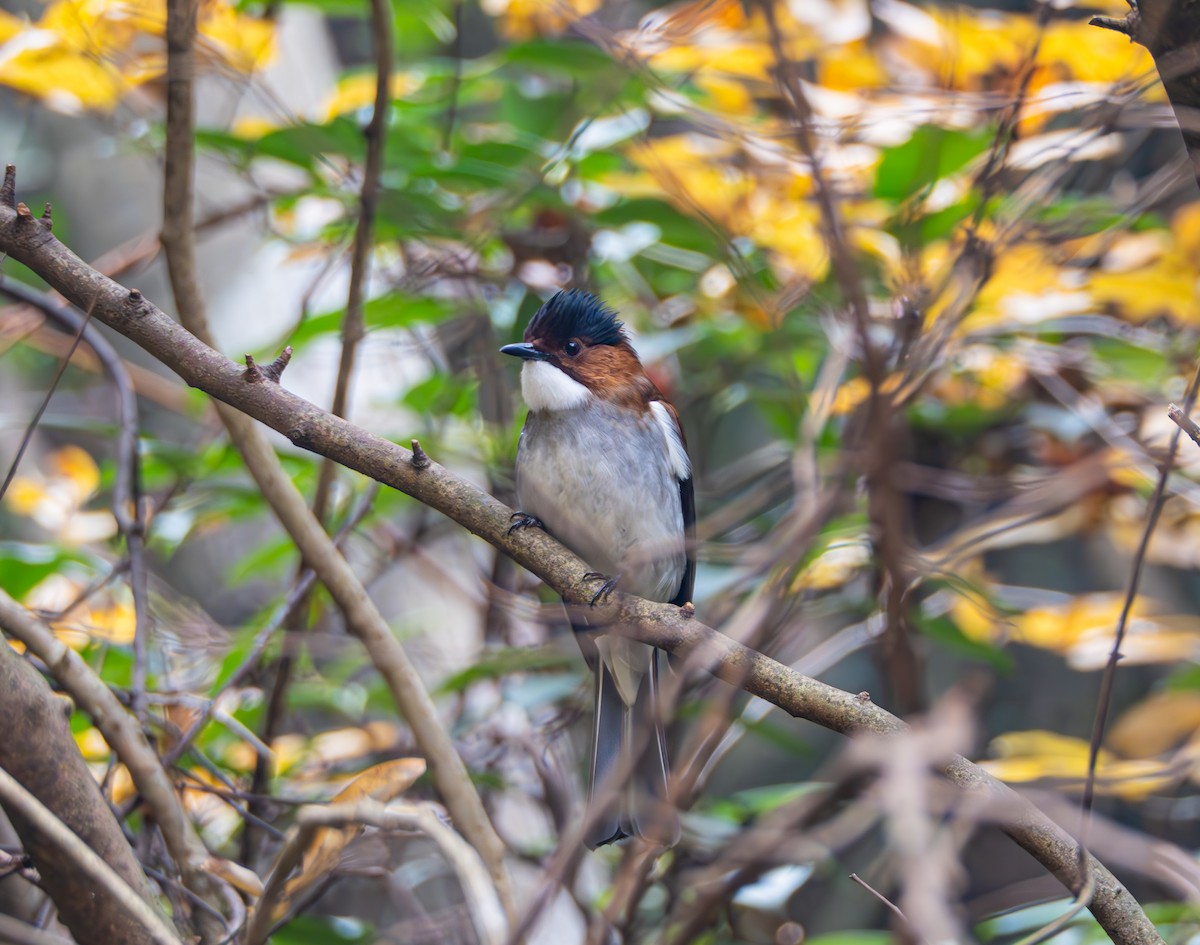 Chestnut Bulbul - ML646582757
