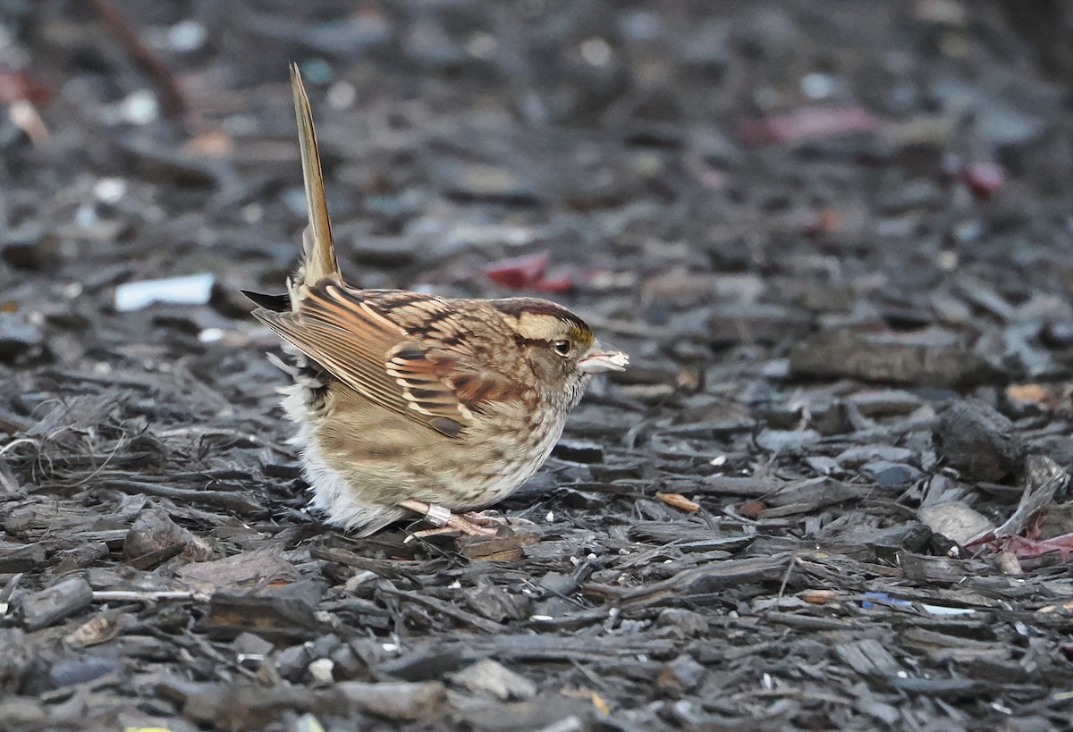 White-throated Sparrow - ML646582758