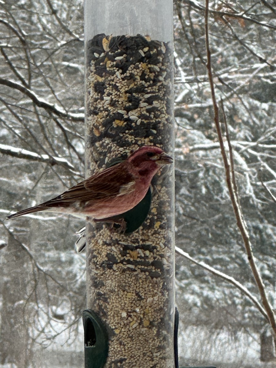 Purple Finch - ML646582764