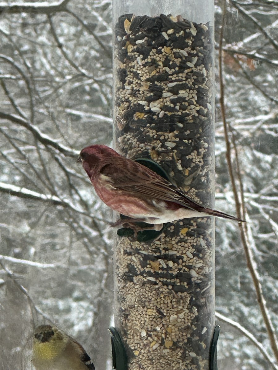 Purple Finch - ML646582765