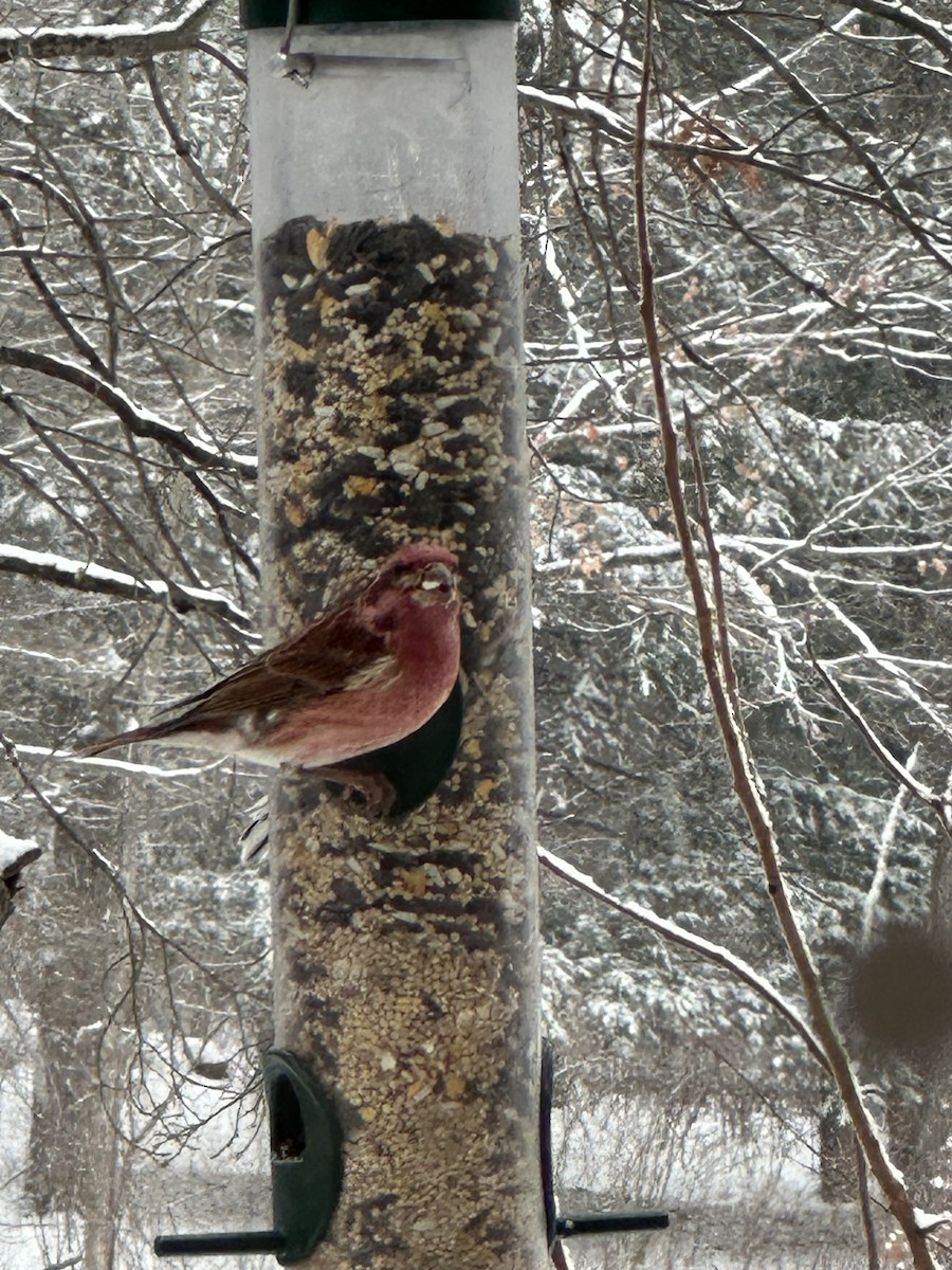 Purple Finch - ML646582766