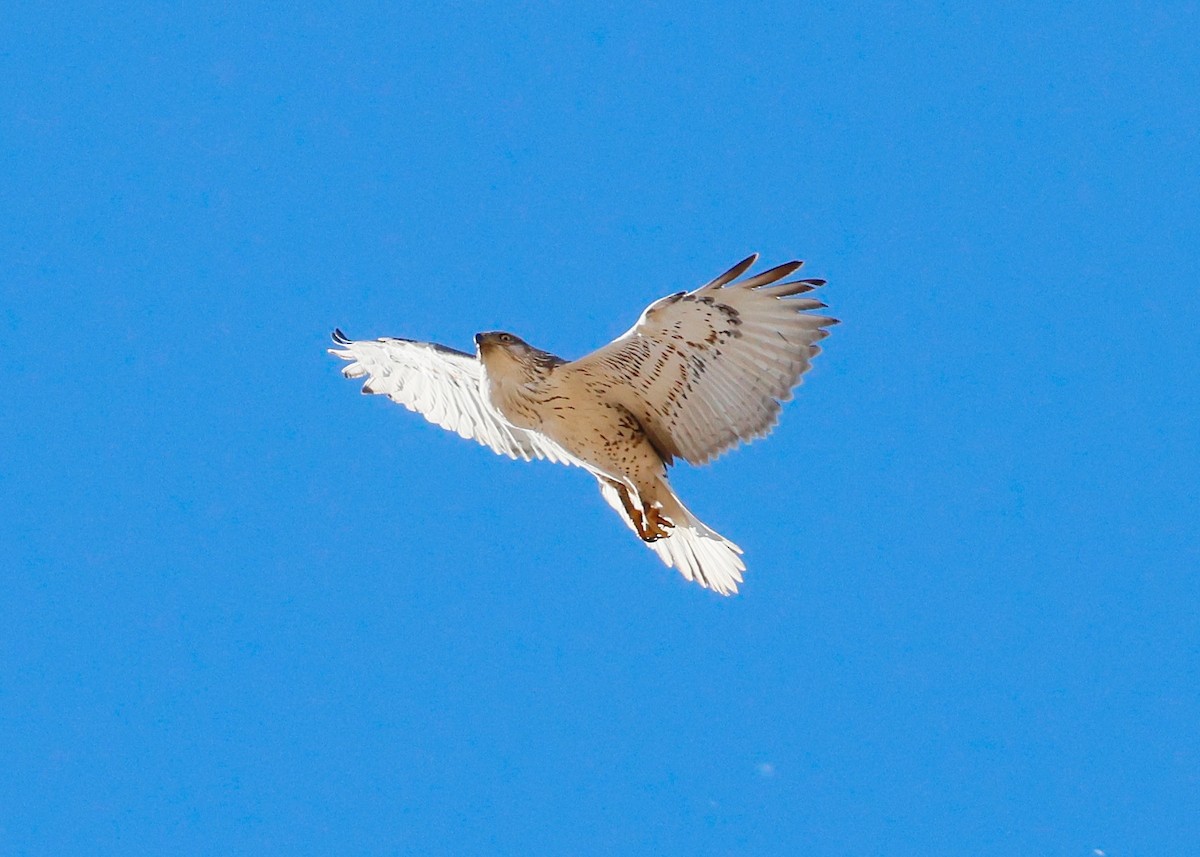 Ferruginous Hawk - ML646582767