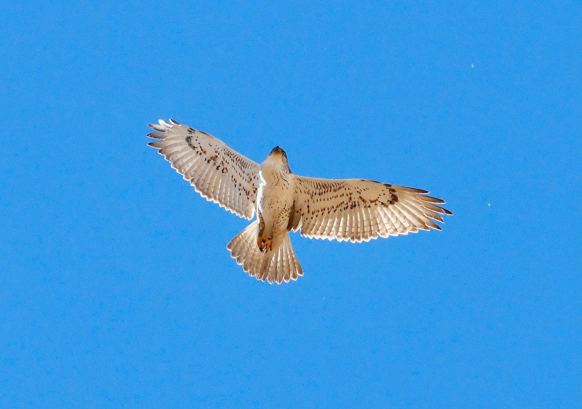 Ferruginous Hawk - ML646582768