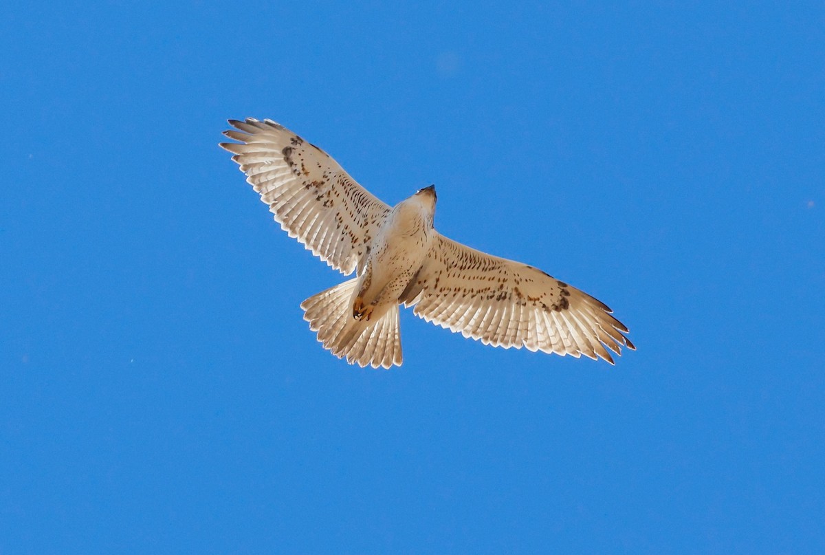 Ferruginous Hawk - ML646582769
