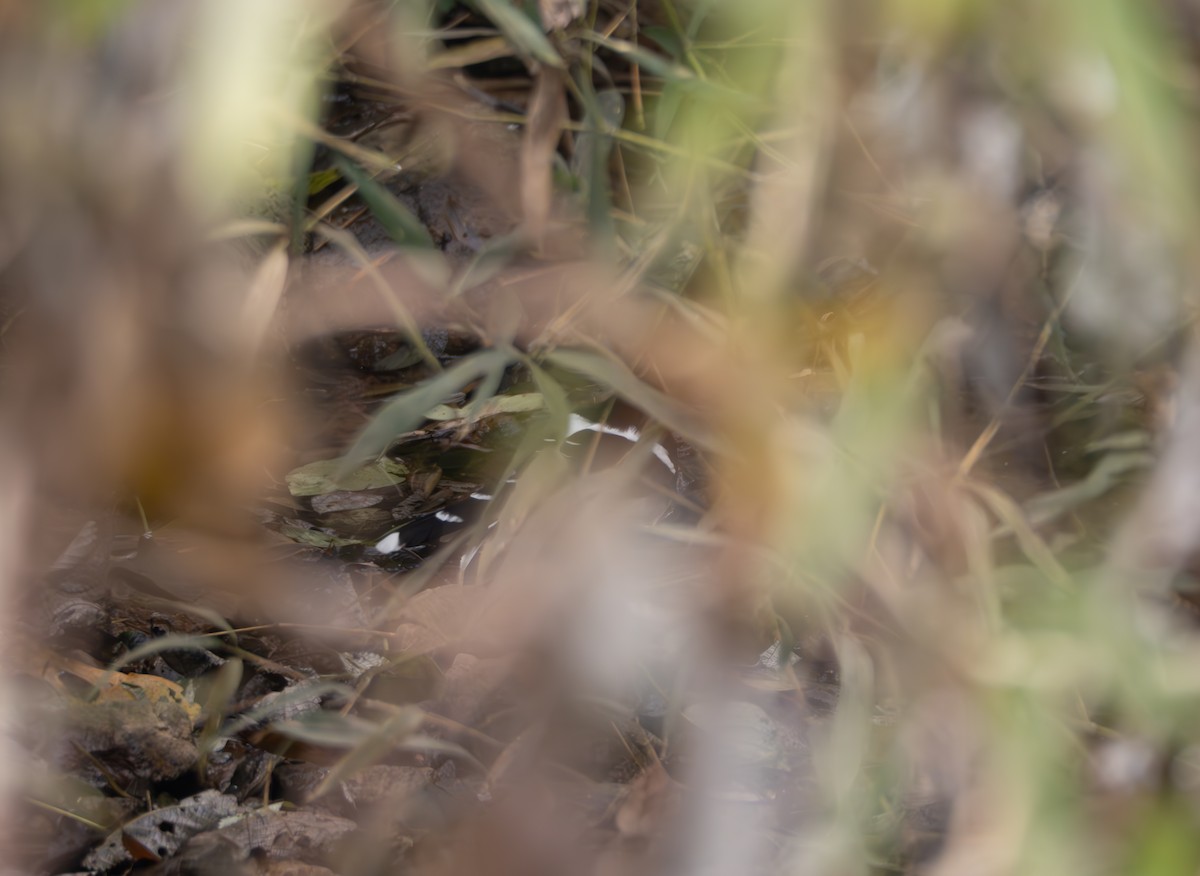 White-crowned Forktail - ML646582776