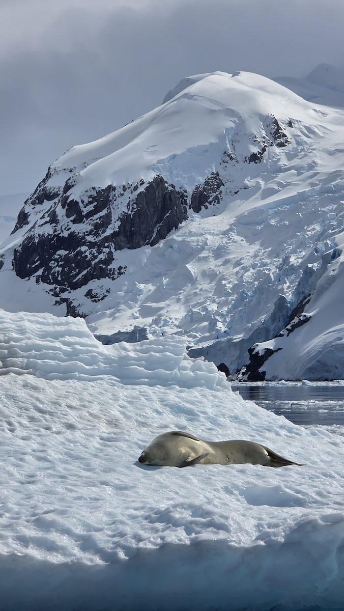 Crabeater Seal - ML646582789