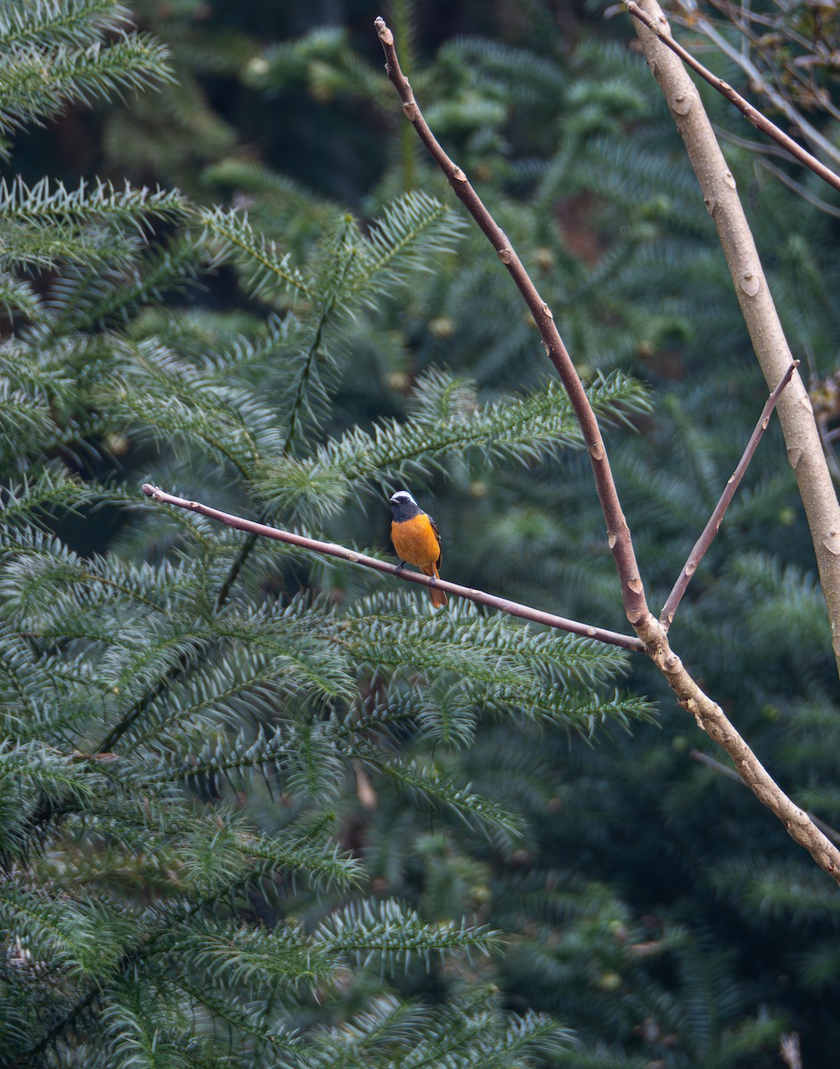 Daurian Redstart - ML646582798