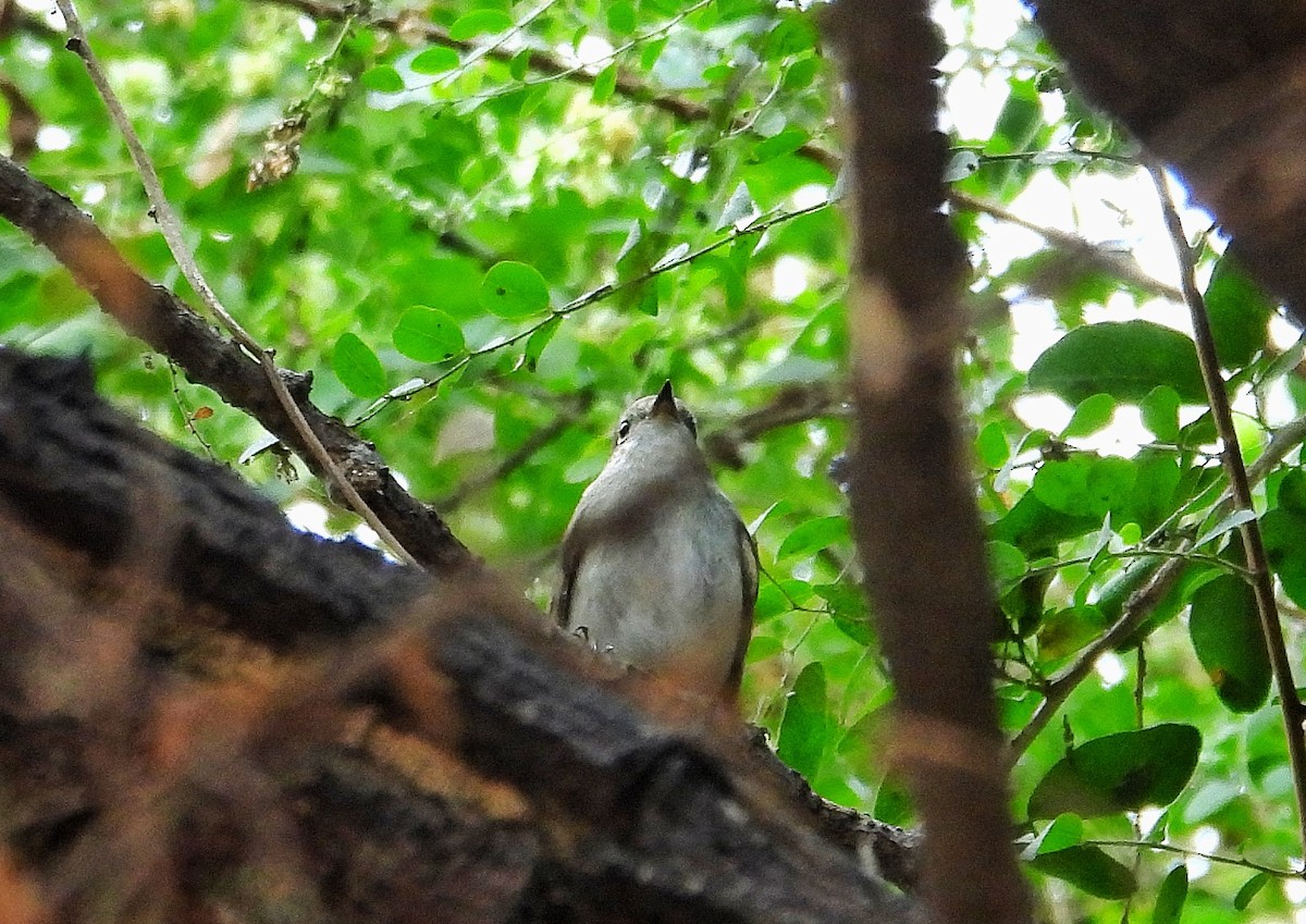 tanımsız Aves sp. - ML646582805