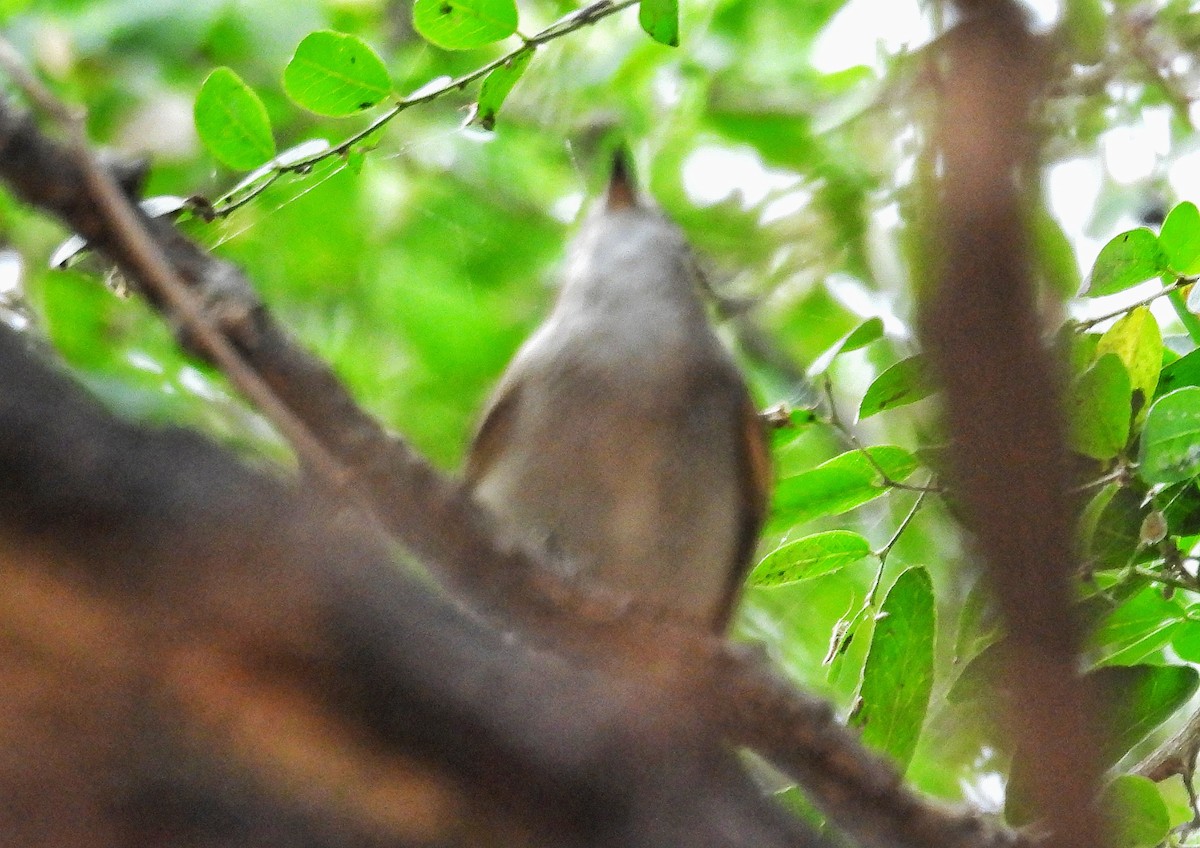 tanımsız Aves sp. - ML646582806