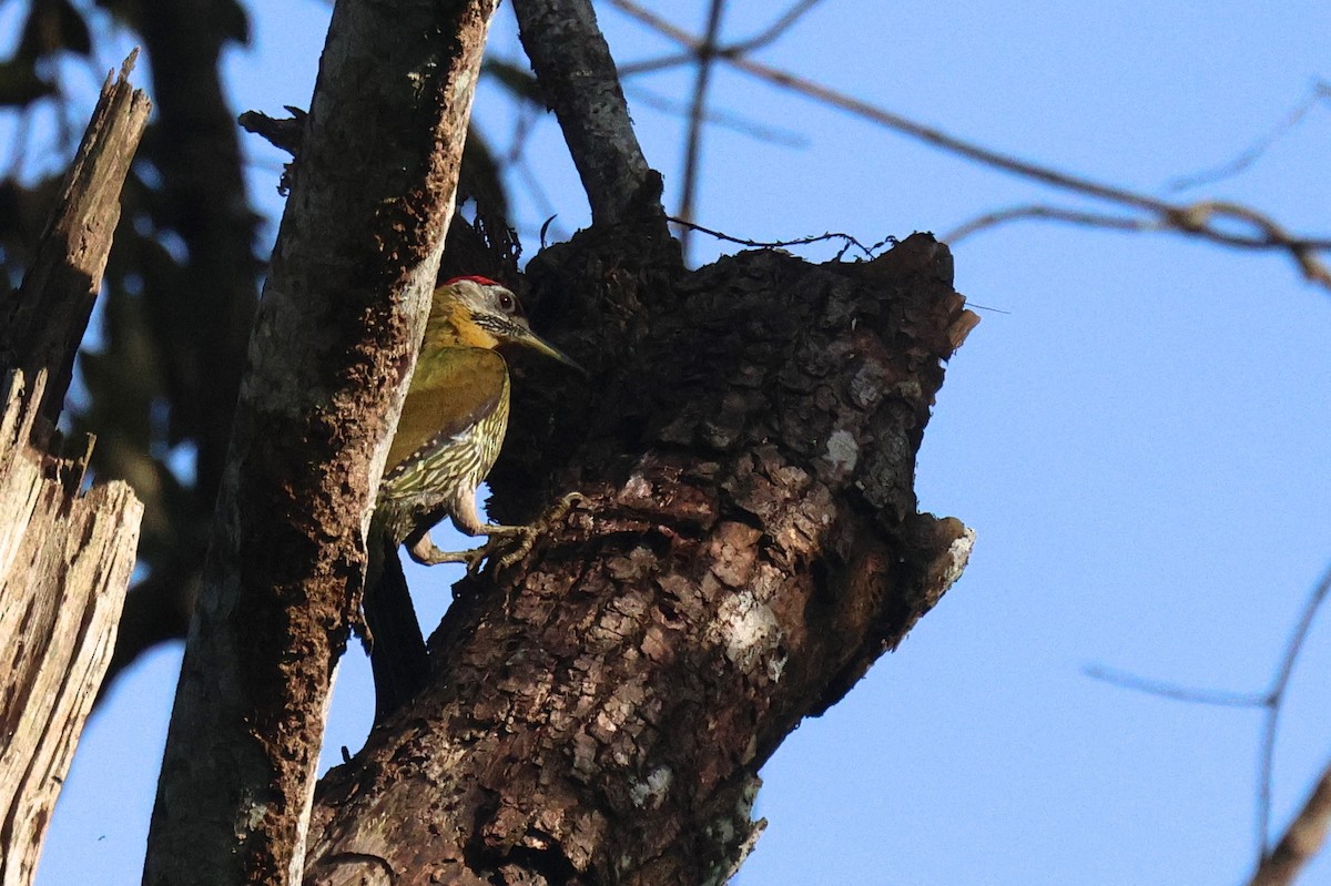 žluna krajkovaná - ML646582808