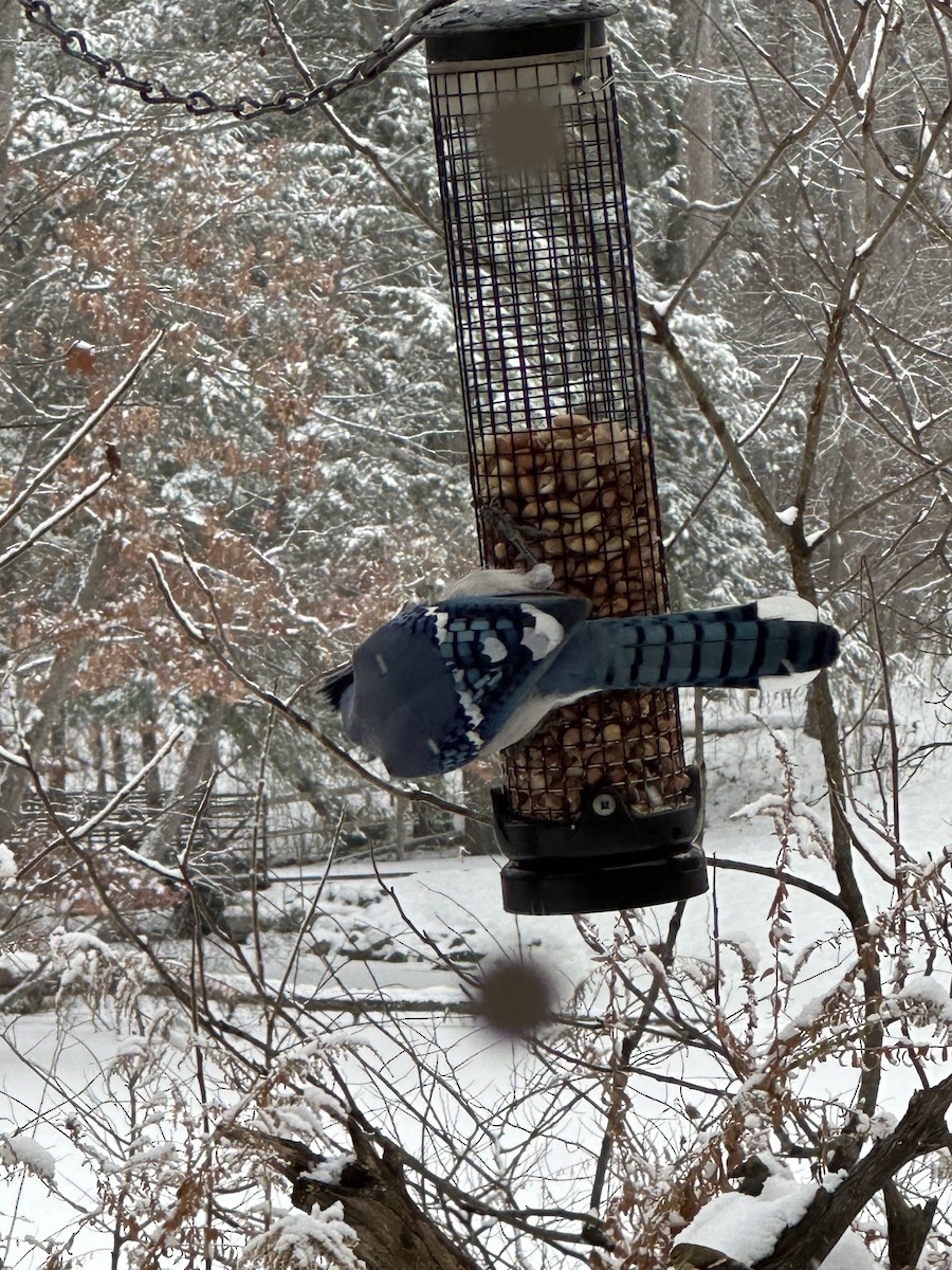 Blue Jay - ML646582810