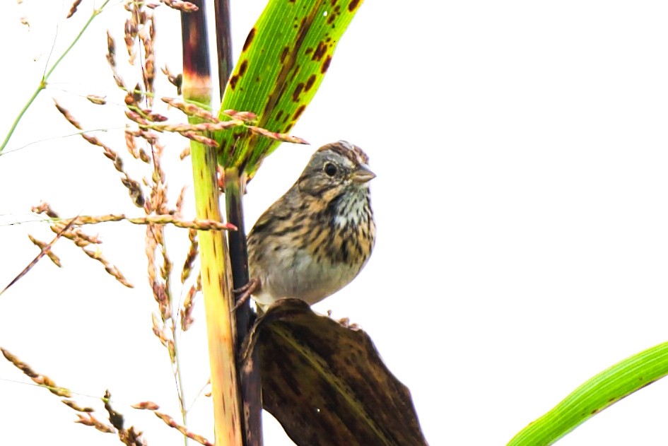 Lincoln's Sparrow - ML646582811
