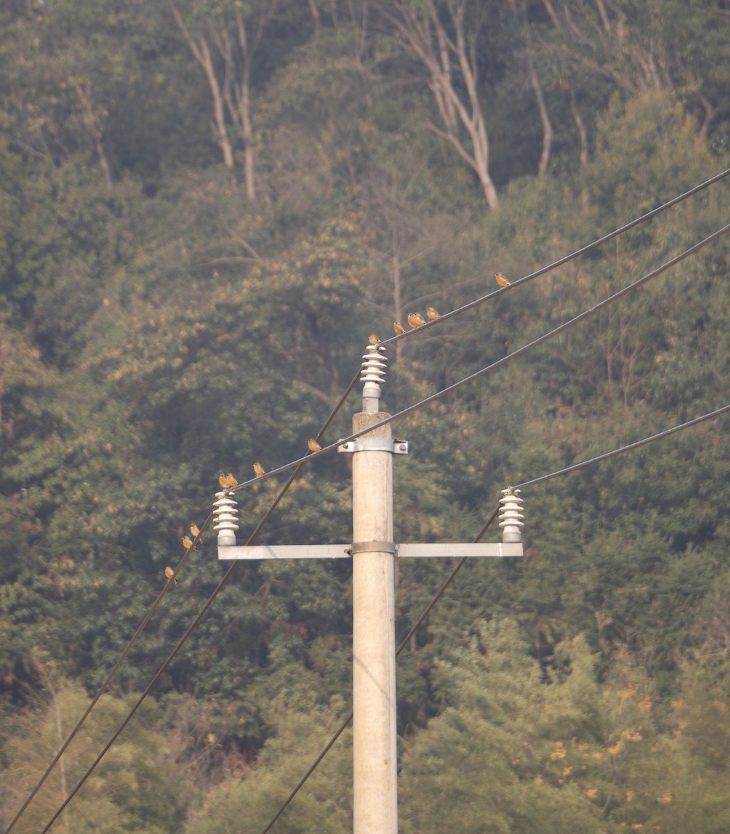 Oriental Greenfinch - ML646582812