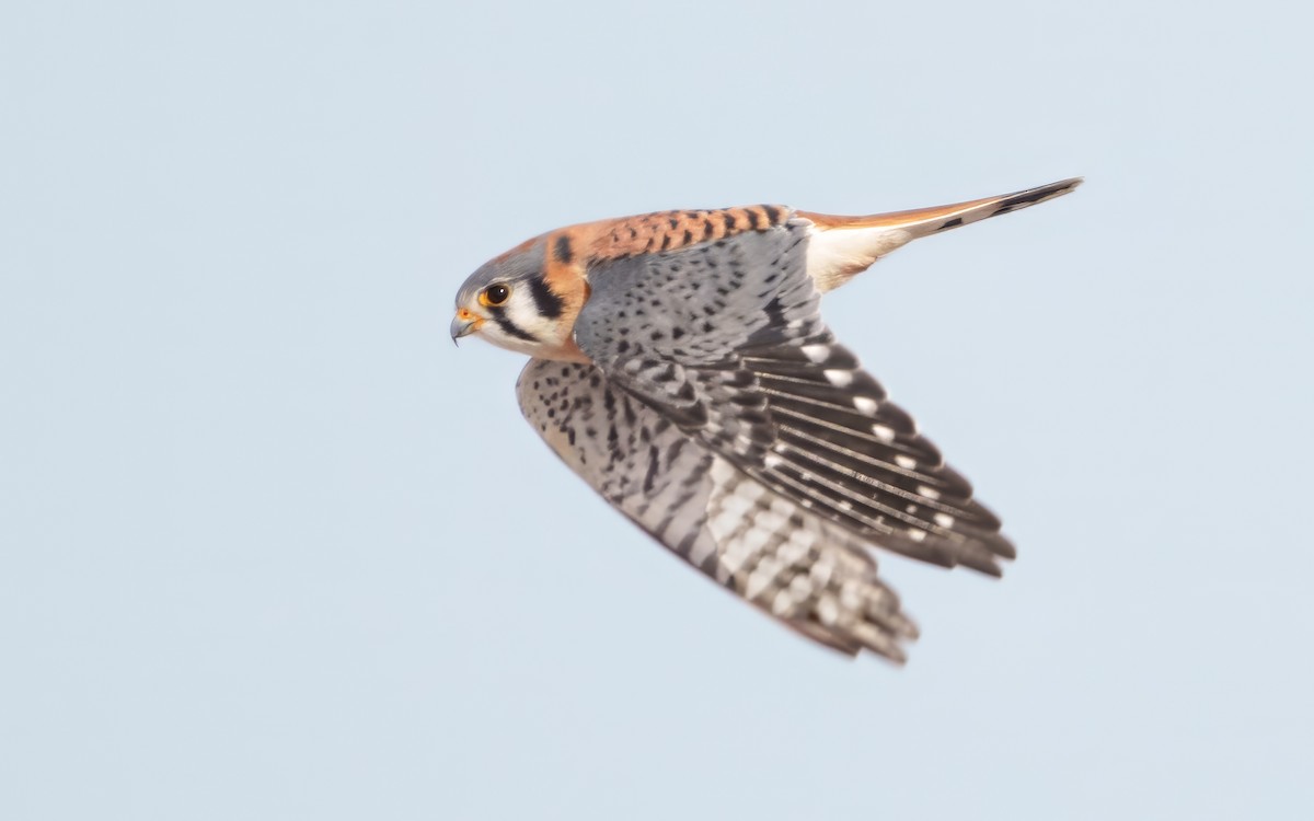 poštolka pestrá - ML646582814