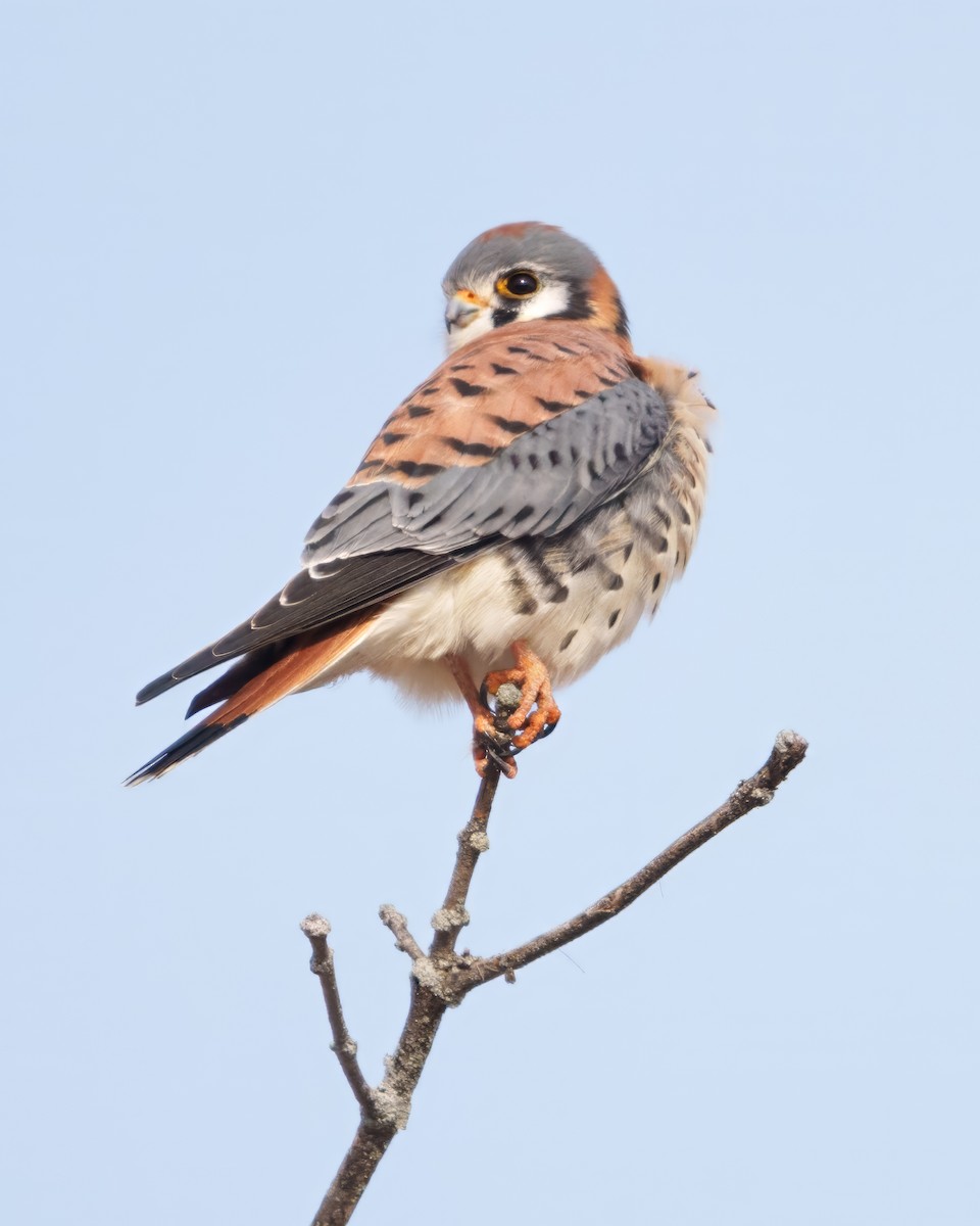 poštolka pestrá - ML646582815