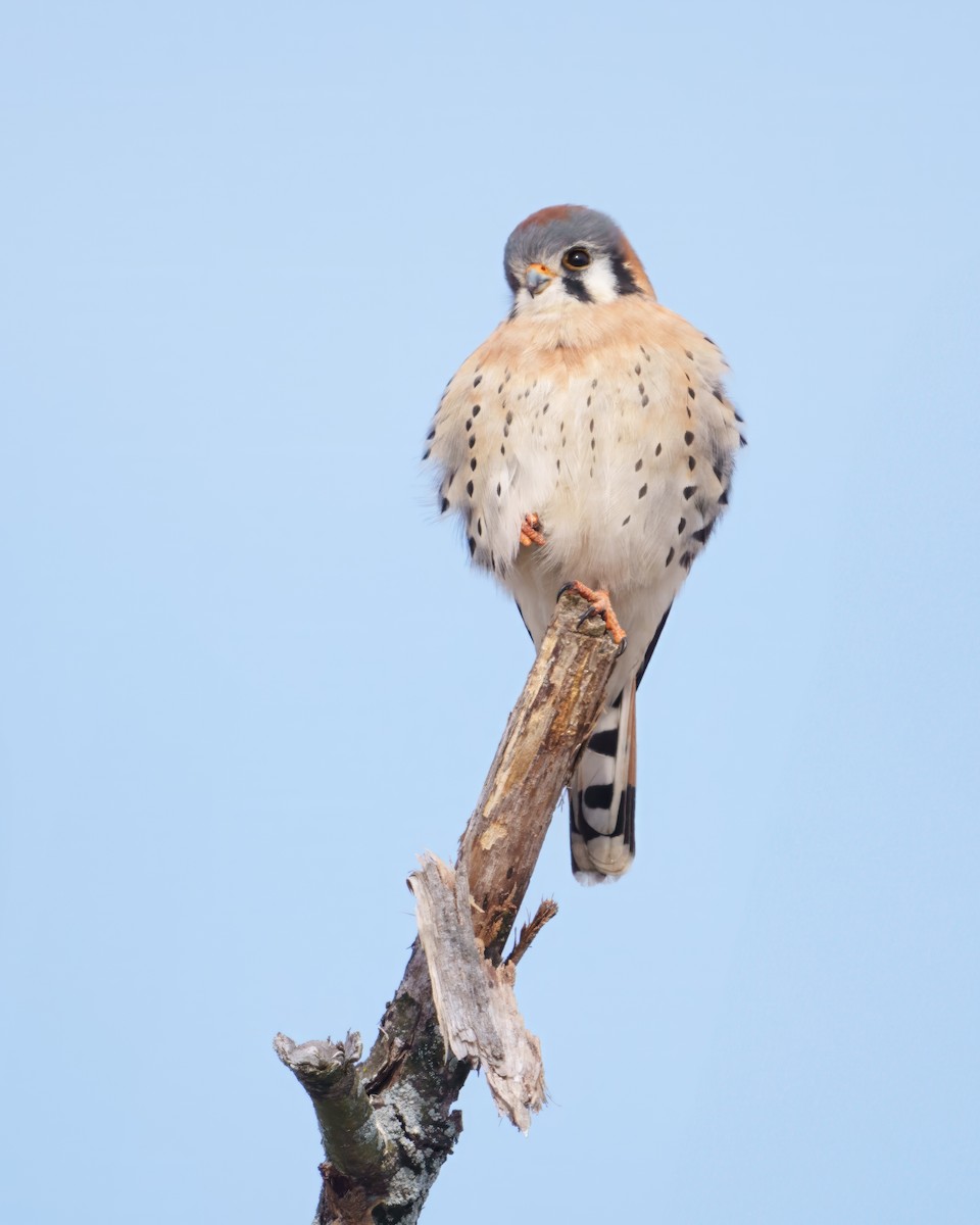 poštolka pestrá - ML646582816