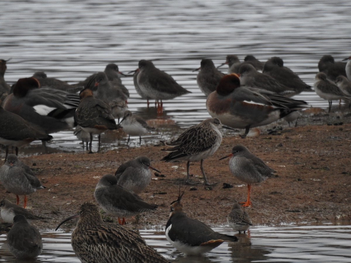 Combattente - ML646582817