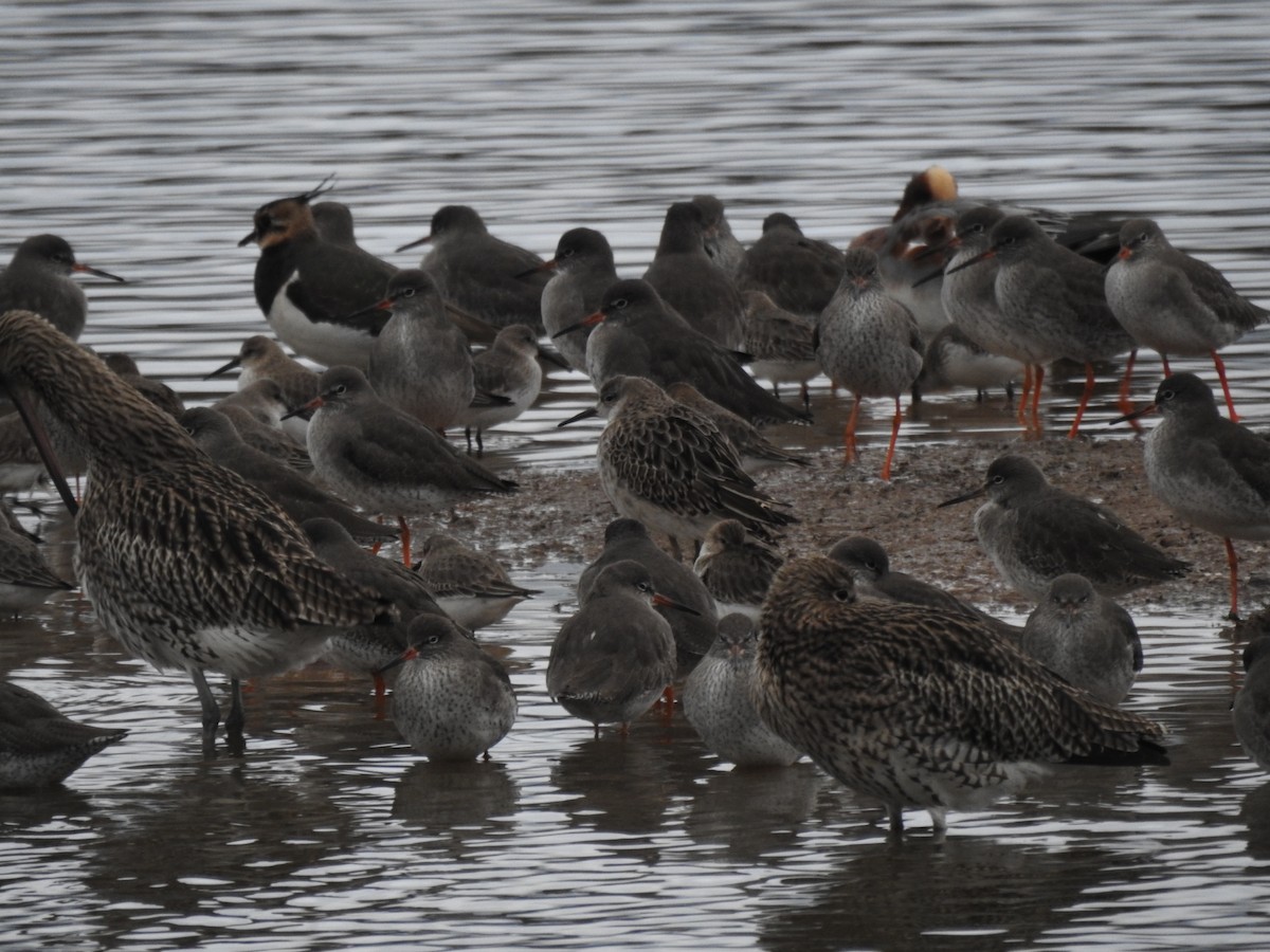 Combattente - ML646582818