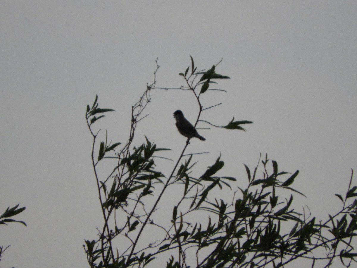 Marsh Seedeater - ML646582822