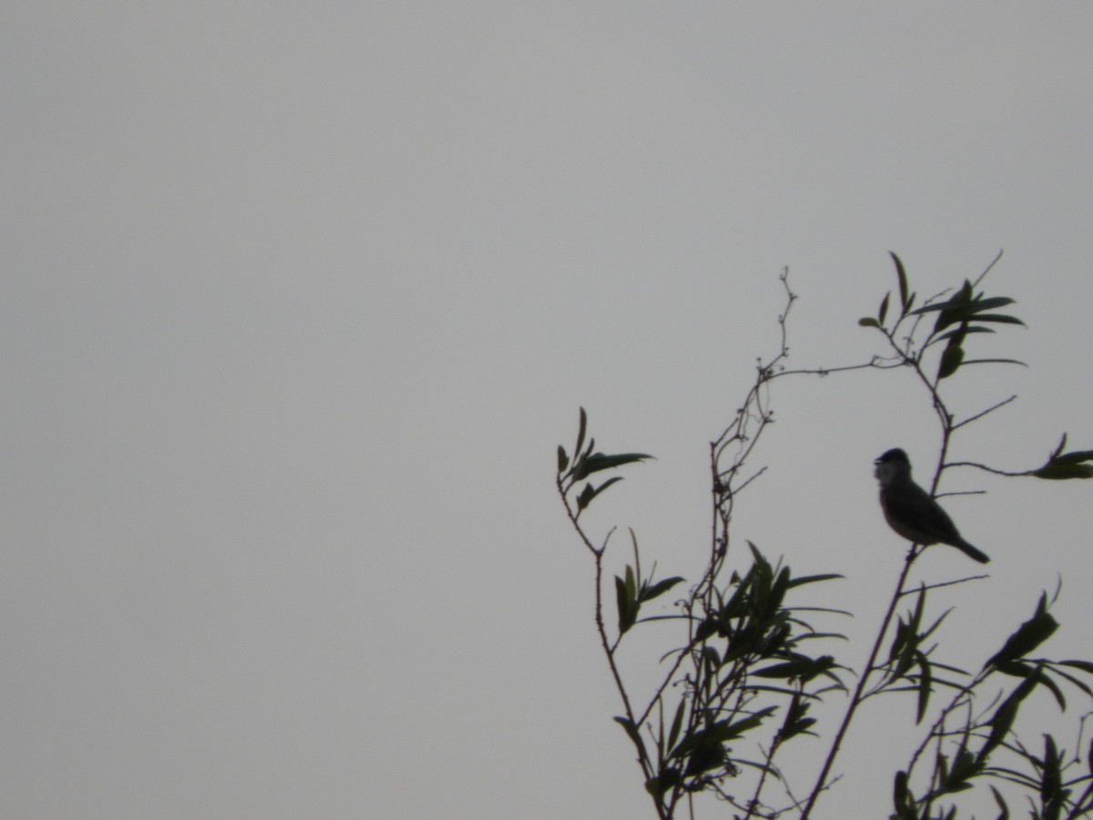 Marsh Seedeater - ML646582823