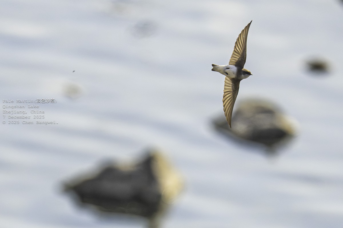 淺灰沙燕 - ML646582824